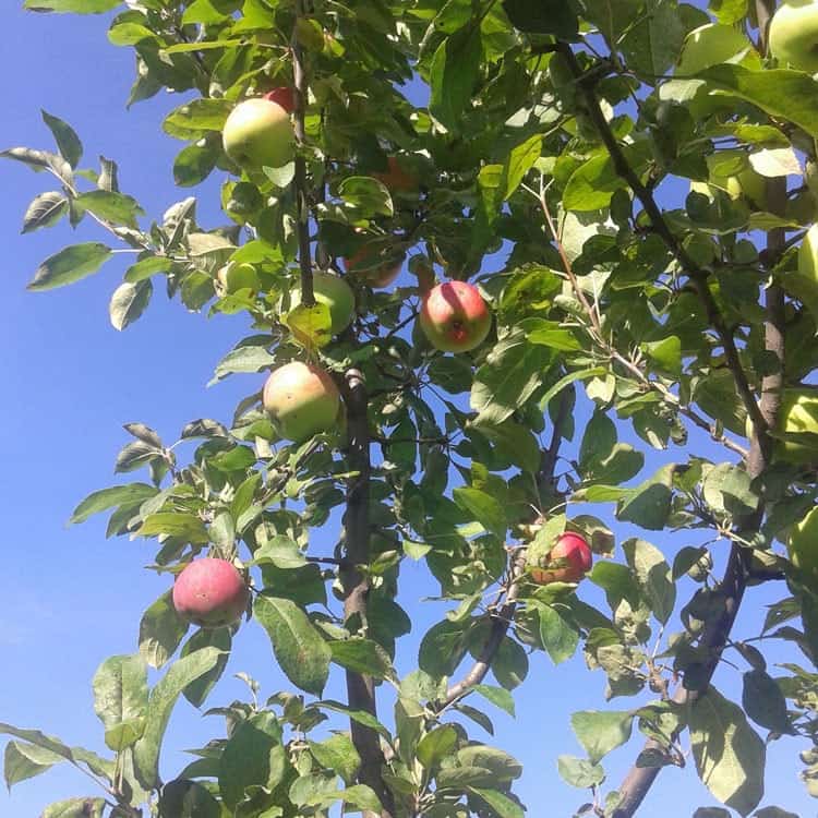 Plantning af æbletræer - og hvornår? planter du bedst.